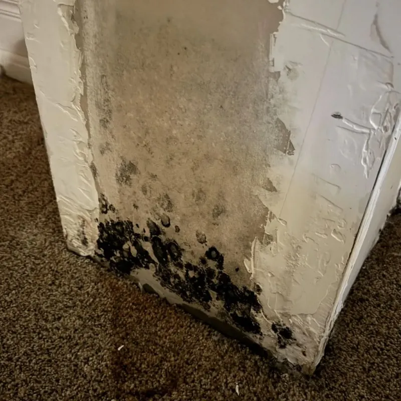 Professional Mold Removal in Lancaster County, SC